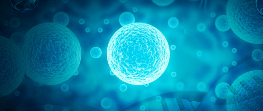 MSC-EV的生物学特性