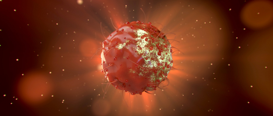 CCR2-巨噬细胞会导致心肌梗死面积增加