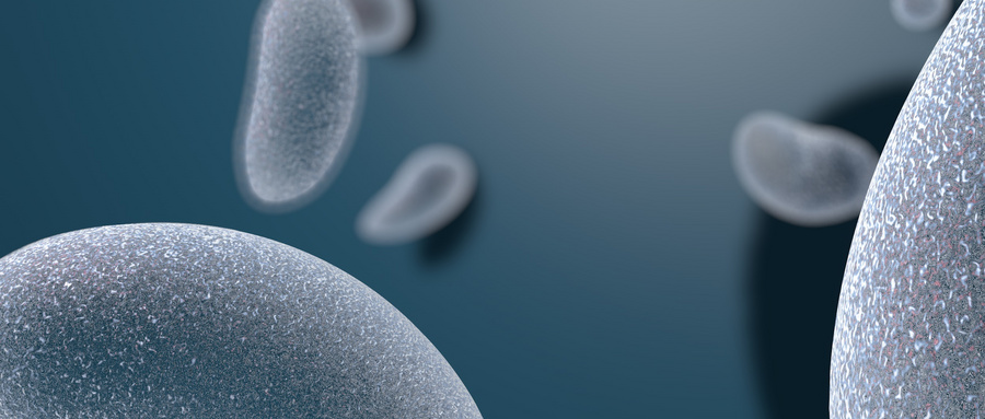 牙乳头干细胞以及牙髓干细胞和生物牙龈的应用
