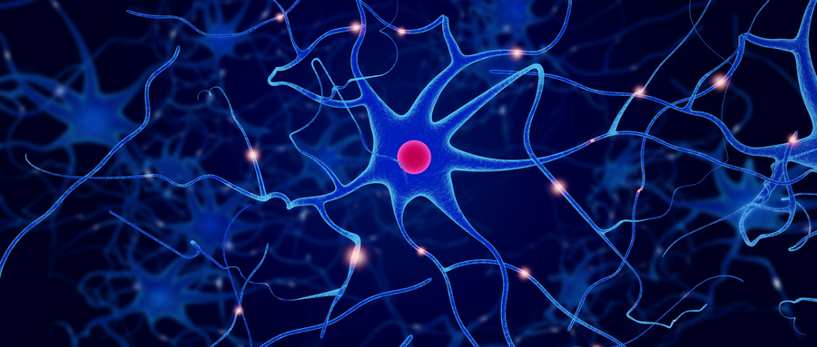 膜联蛋白A1与脑微血管内皮细胞密切相关