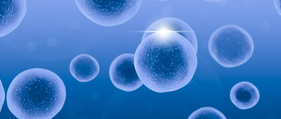 不同类型的干细胞具有不同的DNA损伤反应