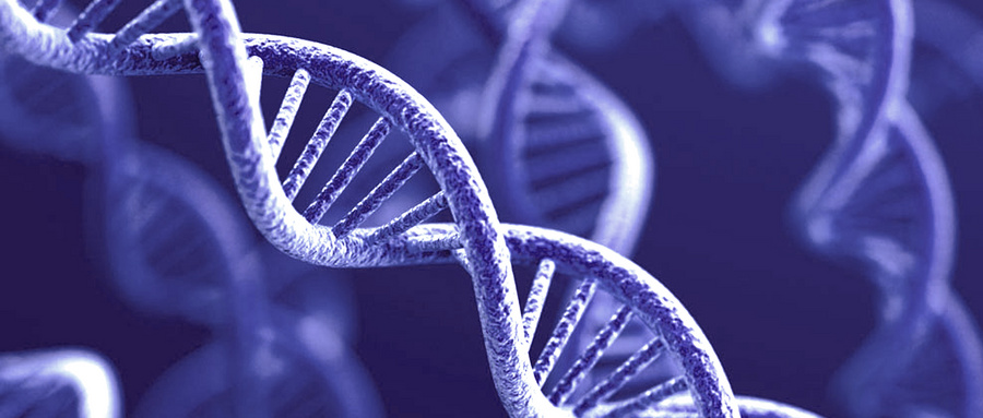 类器官构建及优化过程体现的合成生物学策略