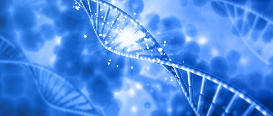 DNA交联超分子水凝胶DyNAtrix的设计与功能