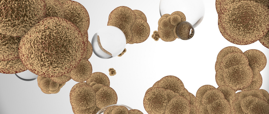 IFN-γ在骨代谢中的双向调节作用研究