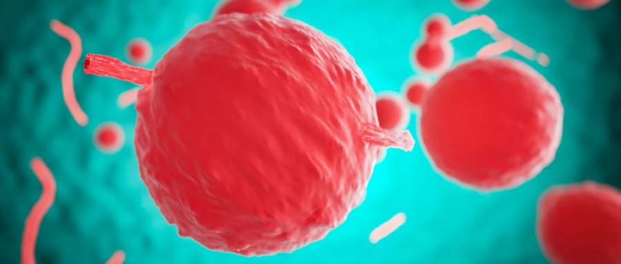 瘦素受体在骨髓间充质干细胞中的功能特性 瘦素受体在骨髓间充质干细胞中的功能特性