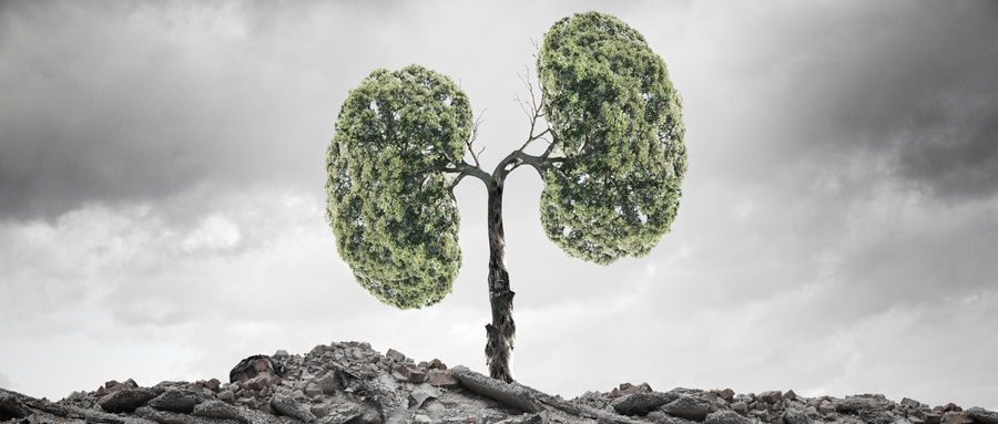 类器官芯片技术在复杂器官系统建模中的突破