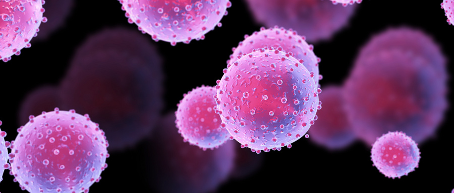 干扰素γ对DPSC成骨分化的双相调控作用