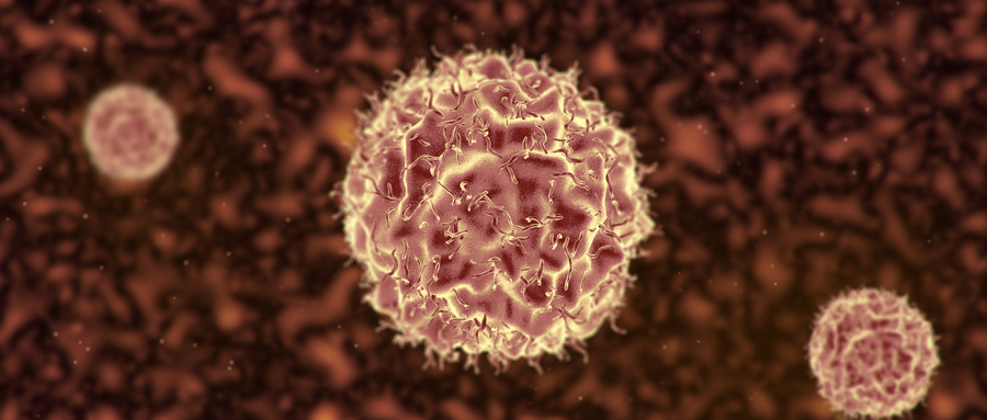 Wnt/β-catenin信号在肠道干细胞增殖中的作用