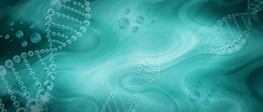 Menin在基因组稳定性维持中的多重机制