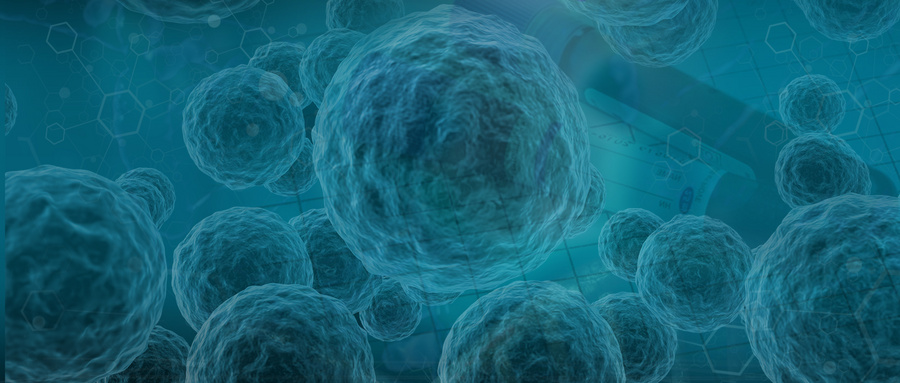 Dlg1蛋白在衰老肠道屏障功能衰退中的作用机制