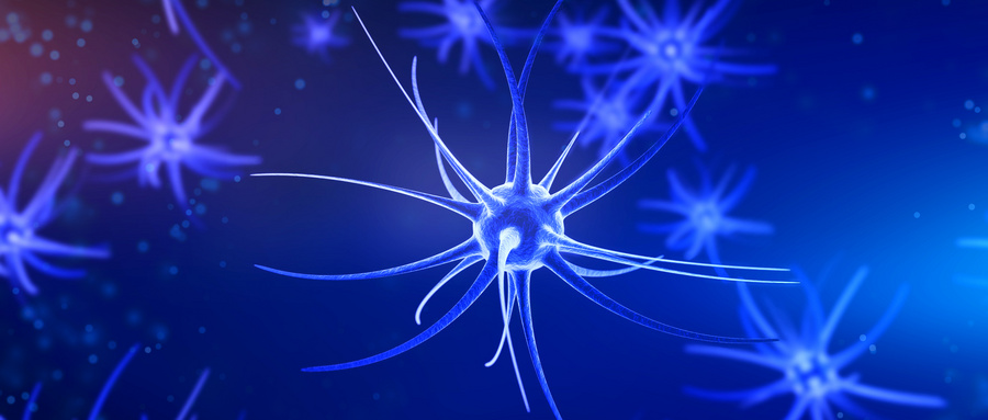 HSF1-DRP1相互作用在亨廷顿病线粒体功能障碍中的关键作用