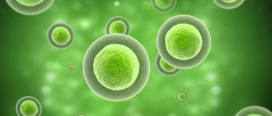 神经干细胞的生物学特性与发现历程