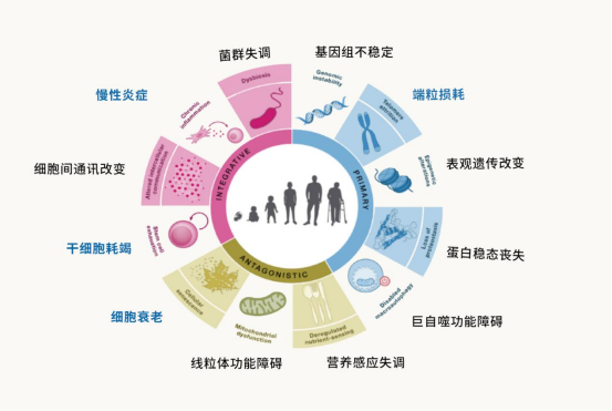 细胞产业破局：用免疫细胞“重启”衰老时钟