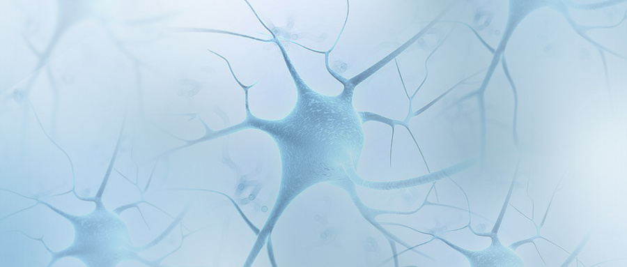 成骨-成脂分化的动态平衡机制